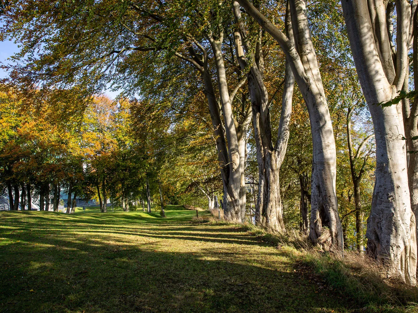 RGU buildings behind trees