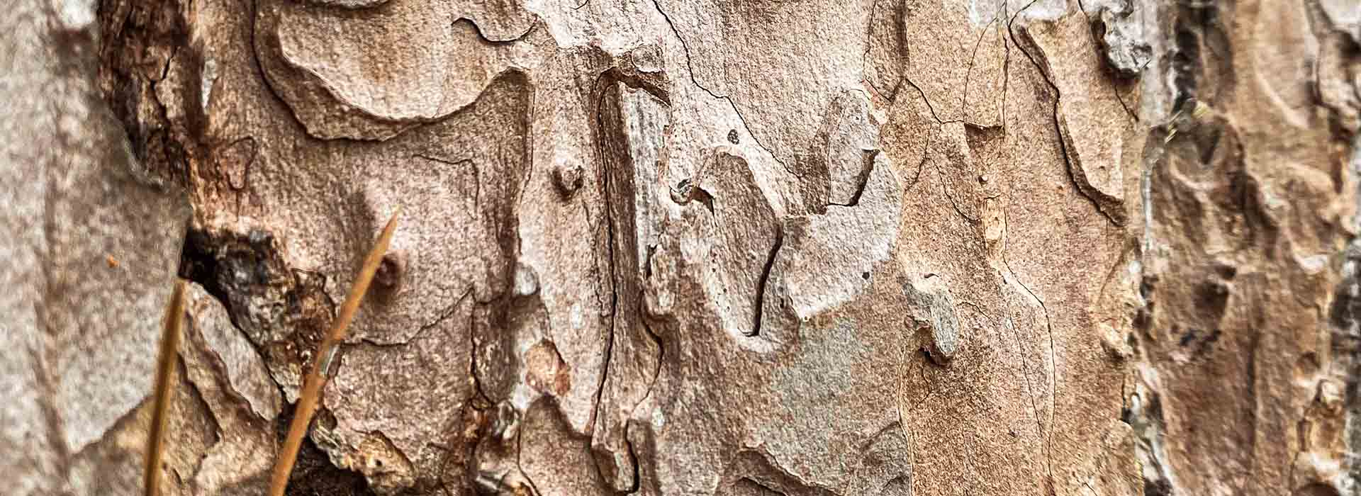 tree bark