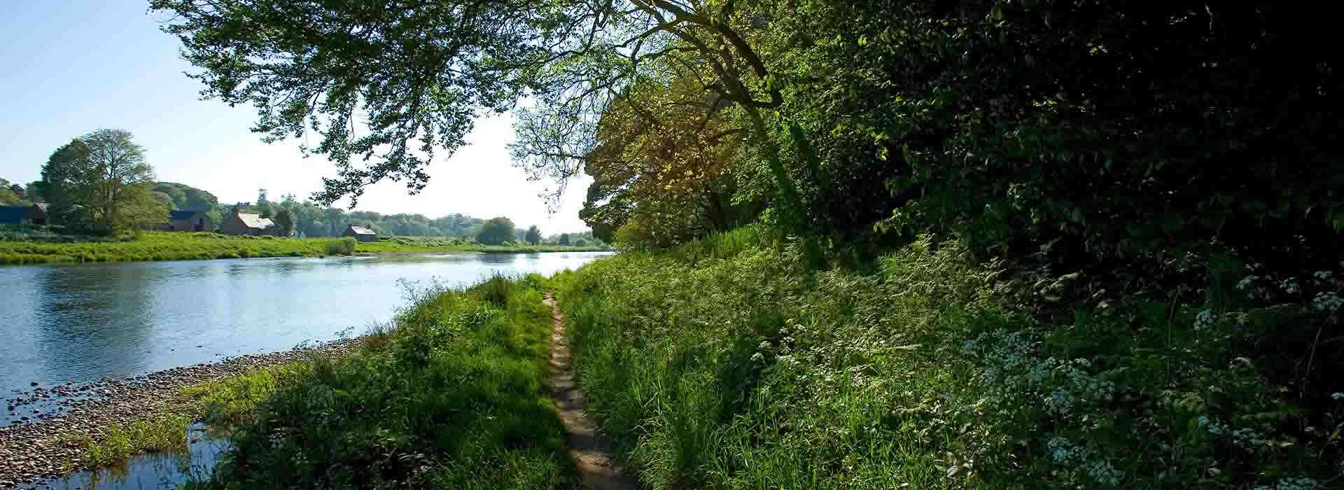 sun shining through trees along the river dee