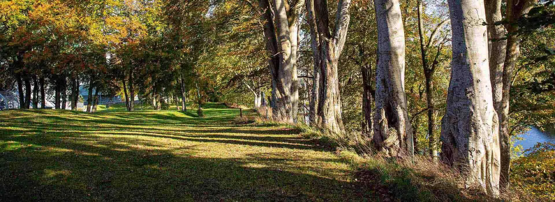 Line of trees on campus