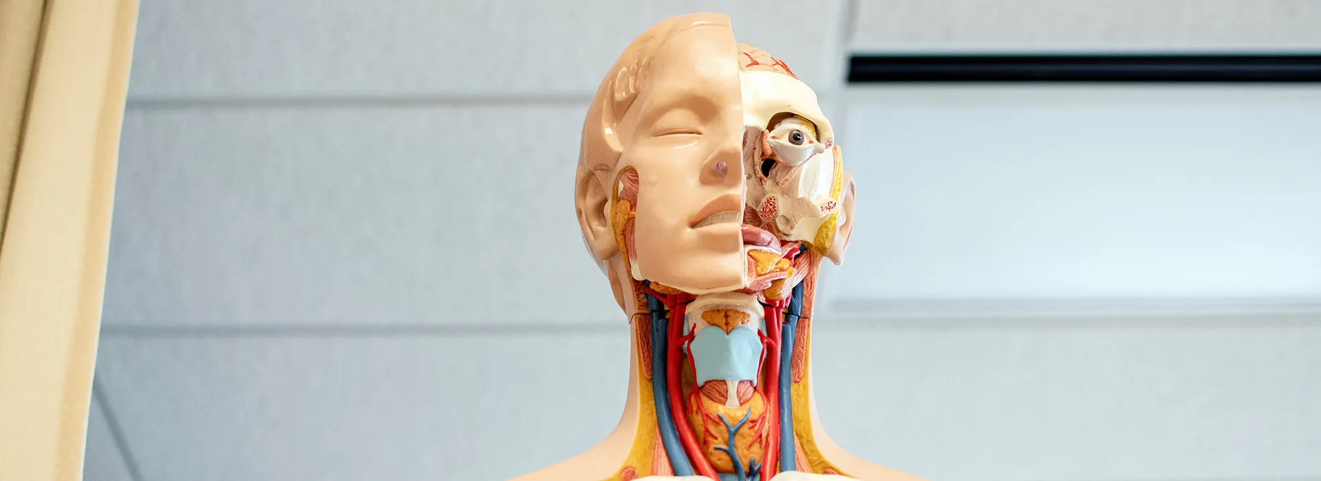 anatomy figure