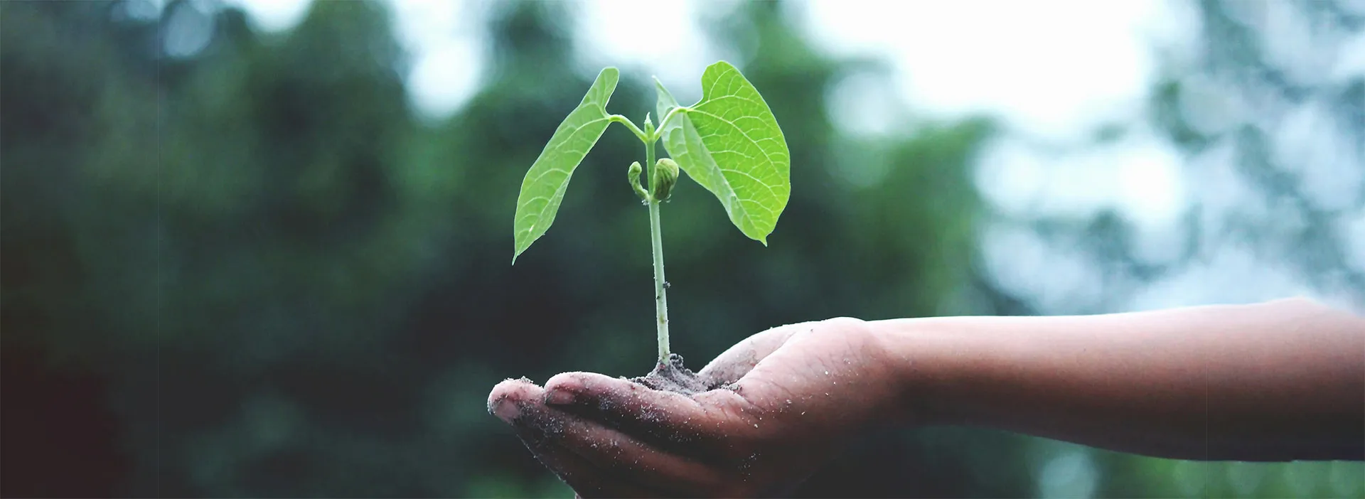 Hand holding plant