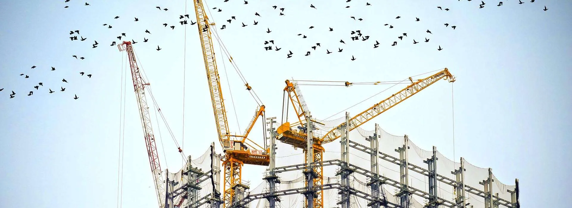birds flying past cranes on top of an unfinished building