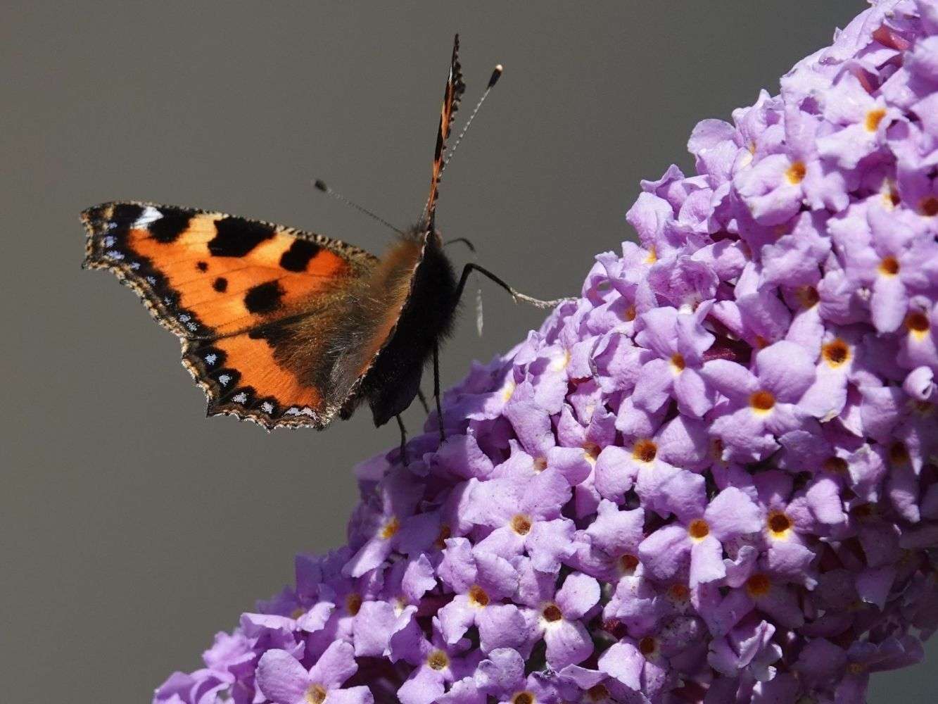 Nice flower and butterfly