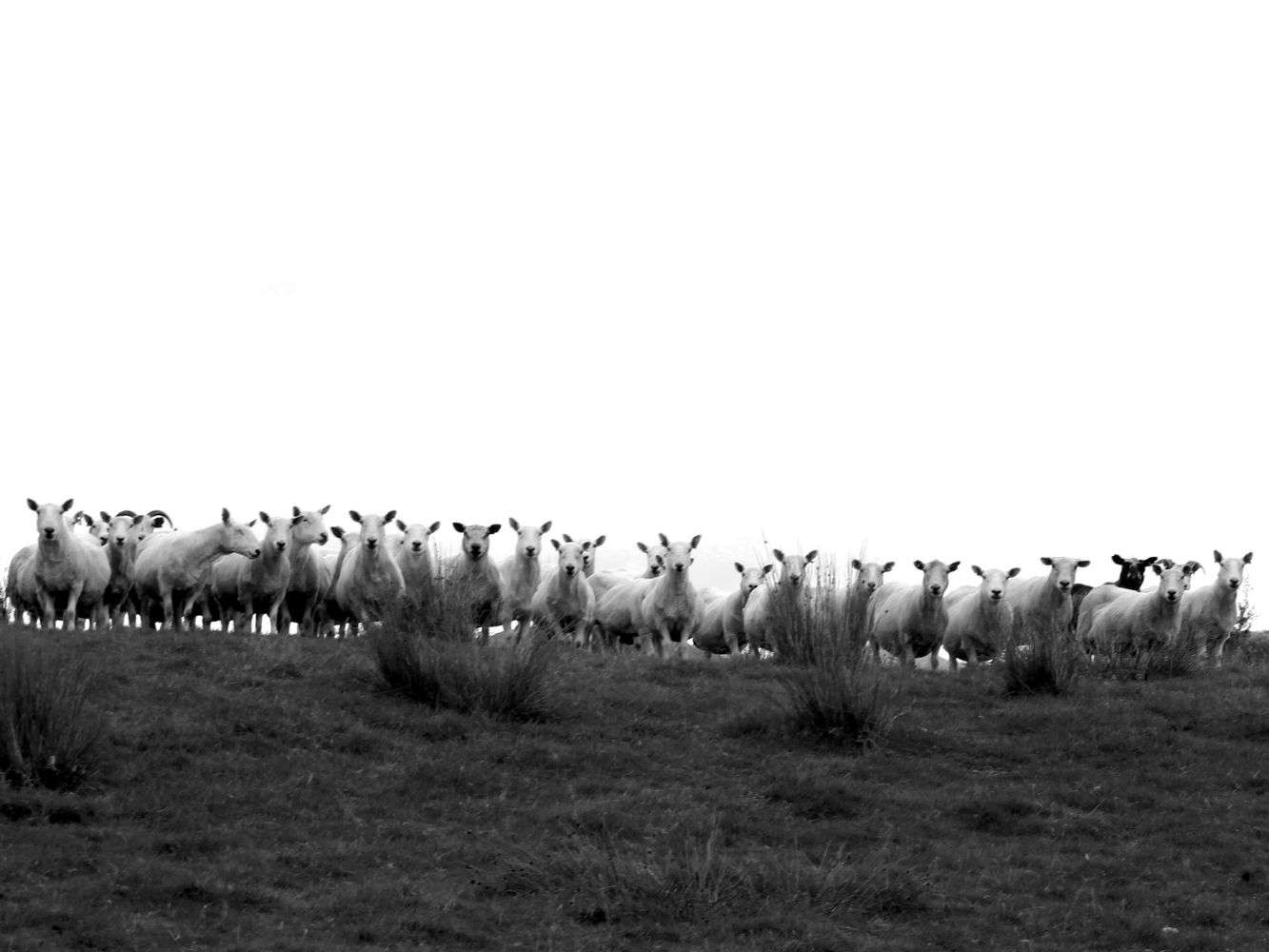 Image from GSA student Laura Cameron's 'A Farmer's LIfe' project showing a herd of sheep