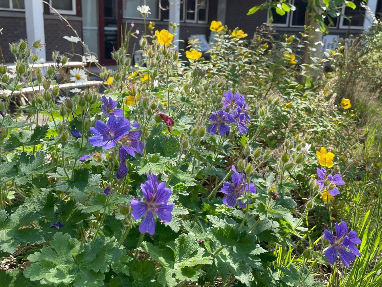 Garden2
