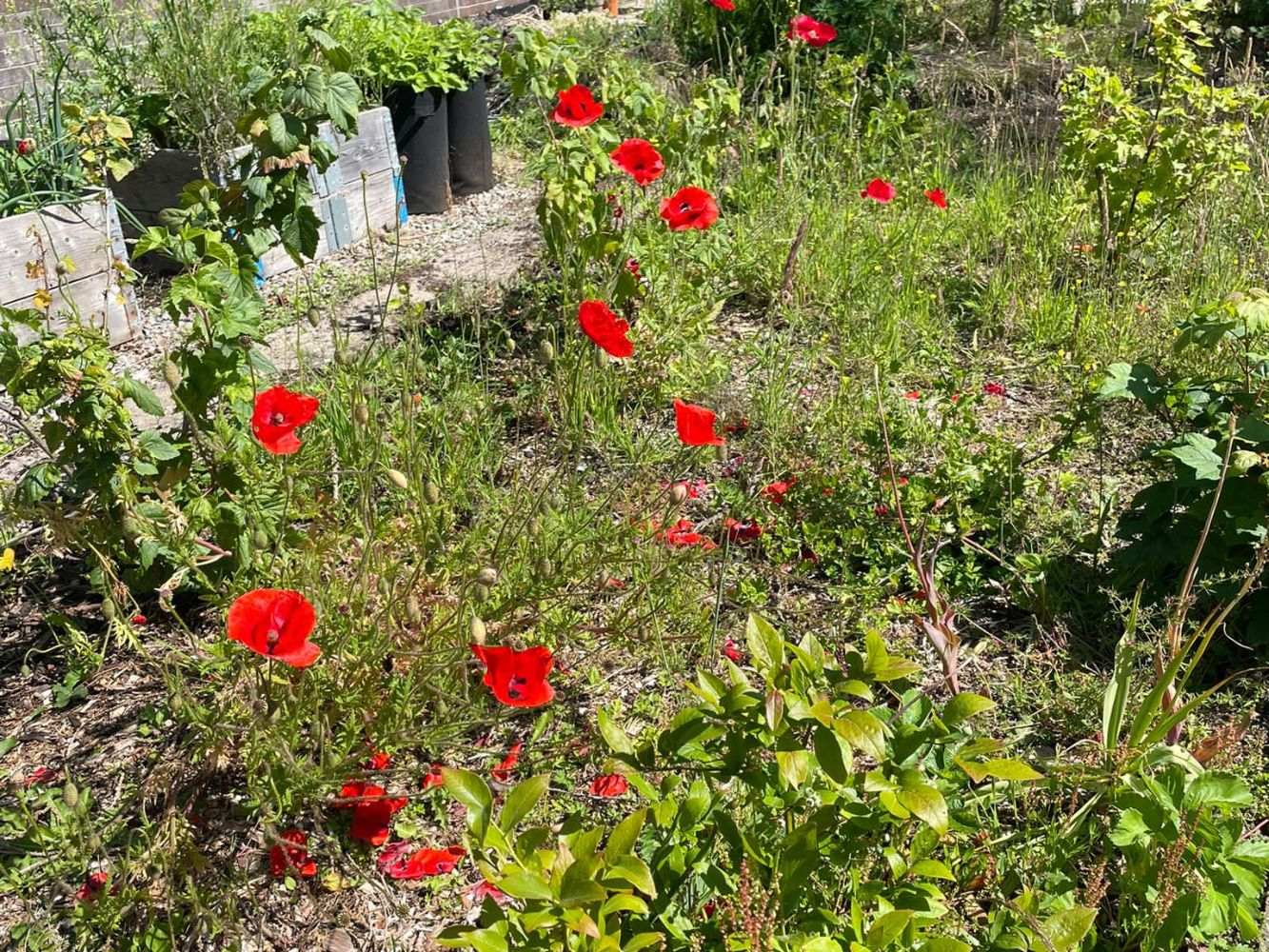 Garden3