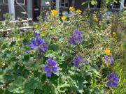 Garden2