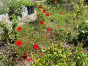 Garden3