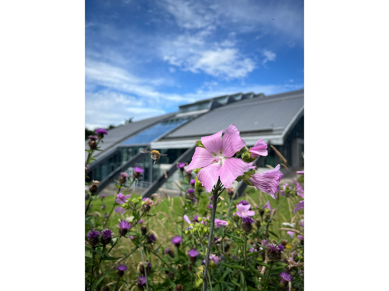 a bee flies next to a purple flower in front of a modern building