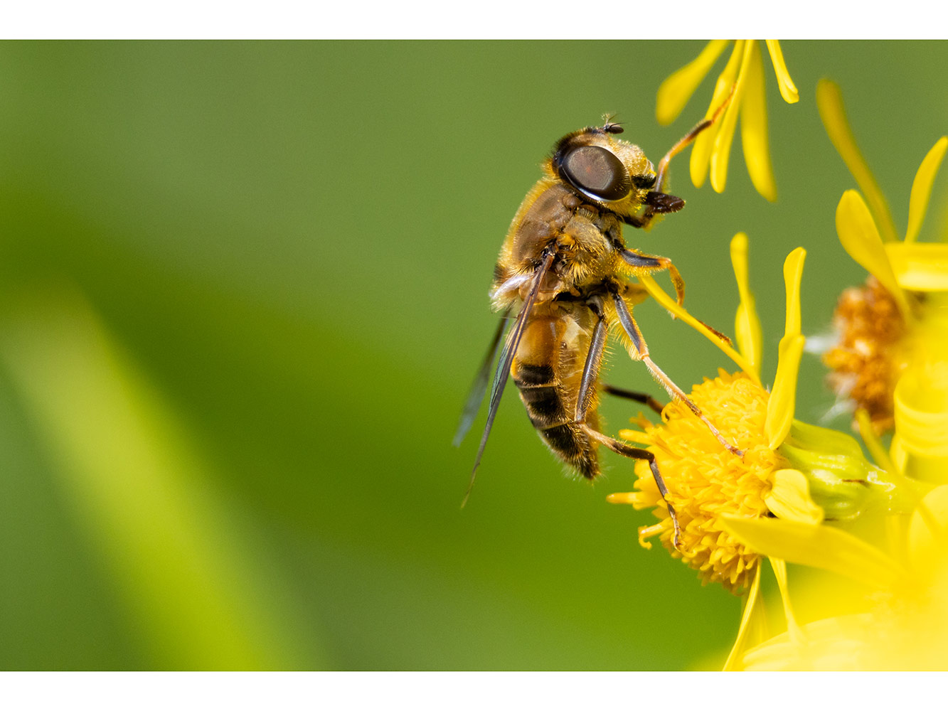 close up photo of a drone fly on a bright yellow flower