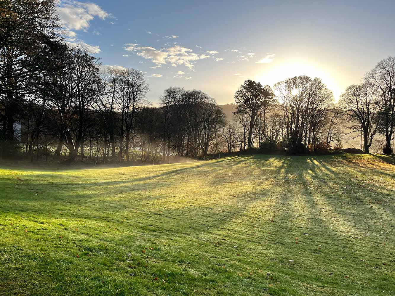 light filtering through trees onto a grass lawn