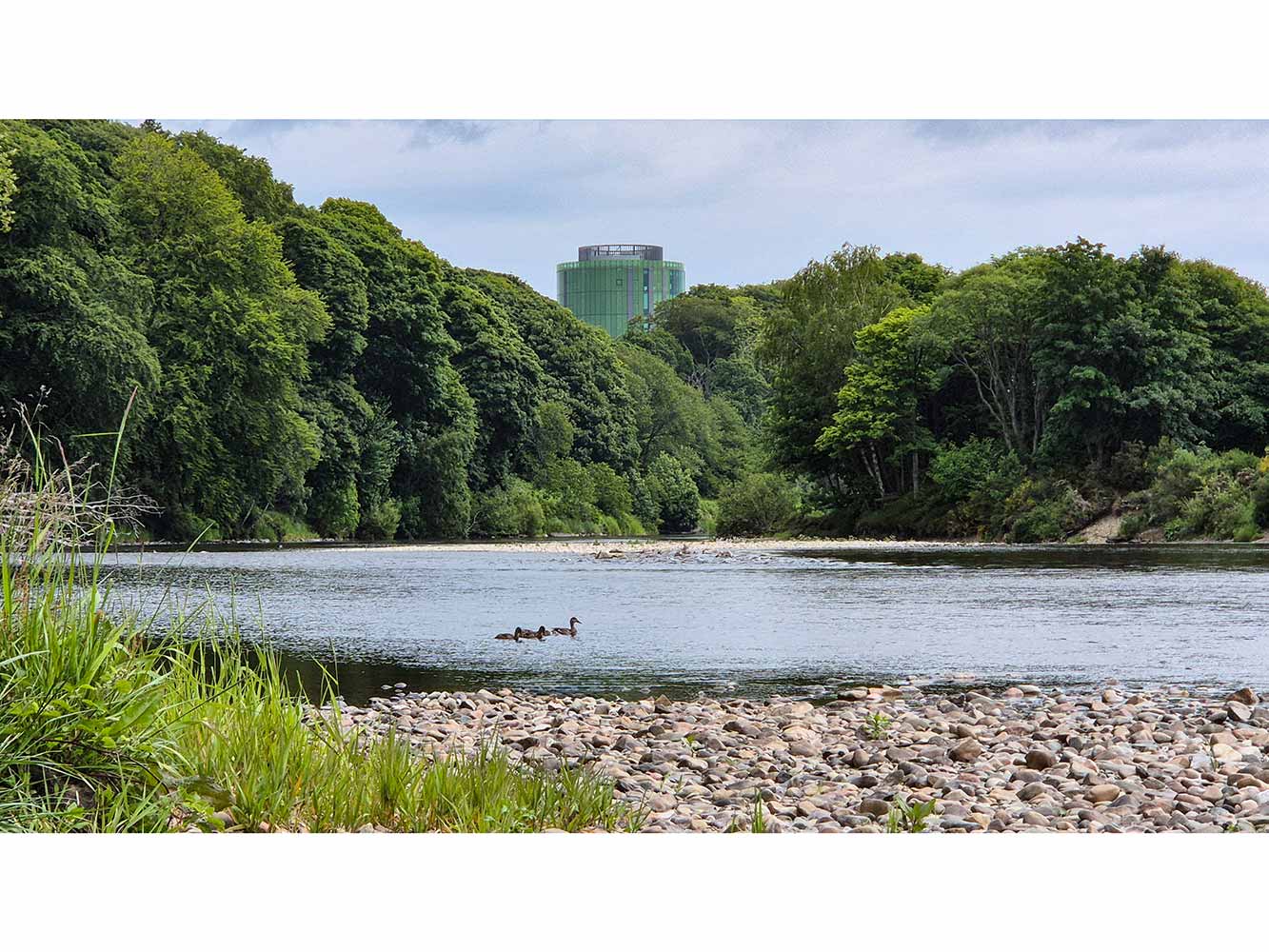 ducks swimming in the river in front of RGU campus buidling