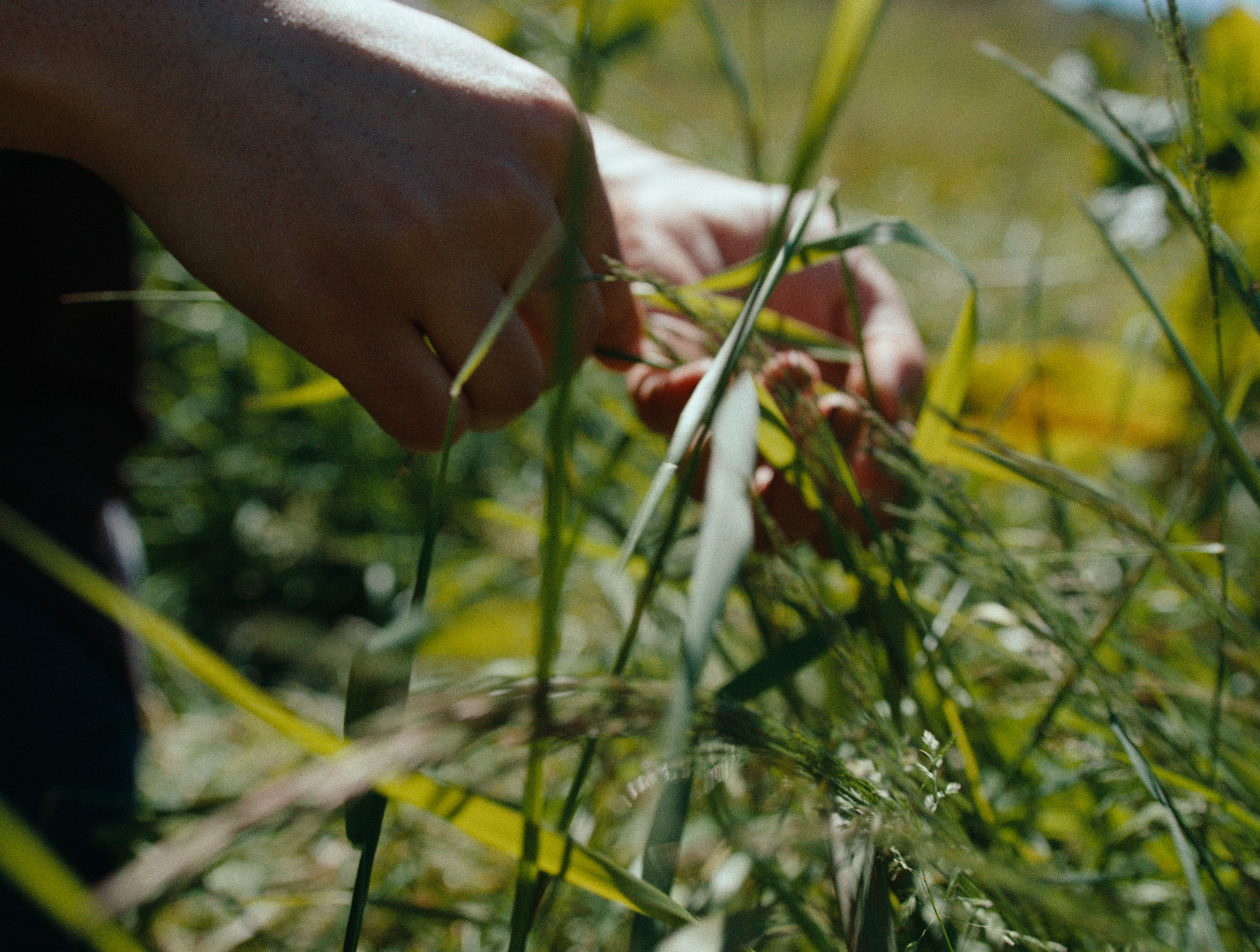 A person's hand touching grass at Waterside Farm