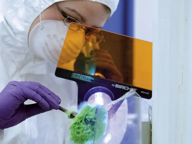 student in white coverall dusting a surface for fingerprints