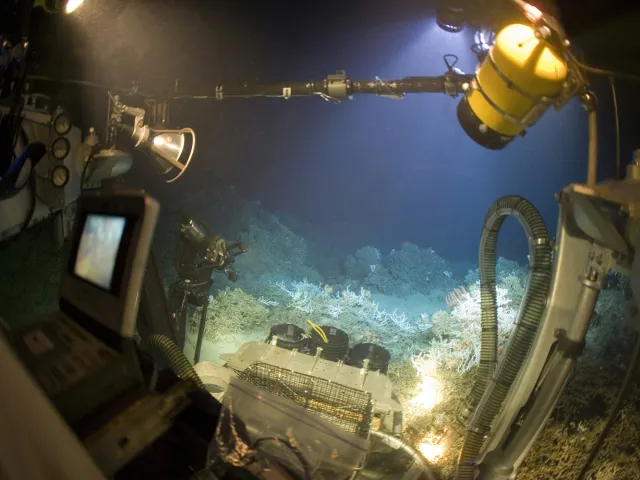 ocean bed view from a submersible