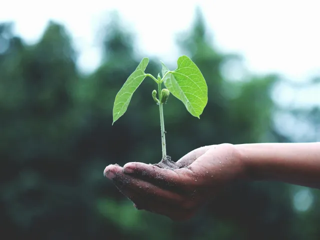 Hand holding plant