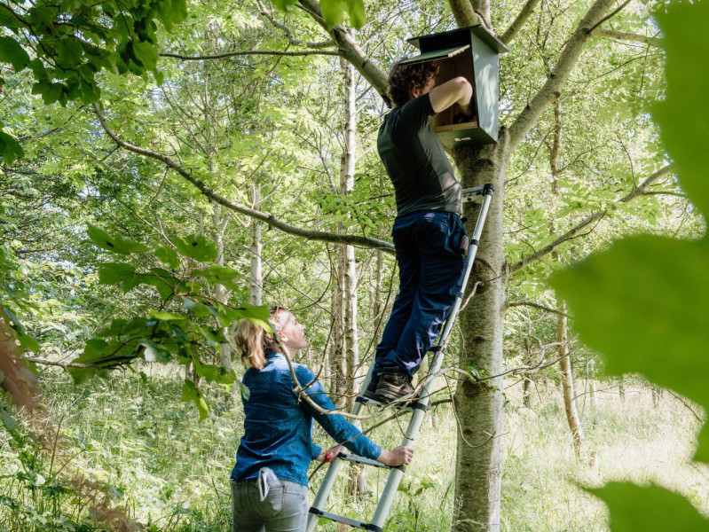 RGU staff climbing a ladder near a tree at Waterside Farm with another staff member holding the ladder.