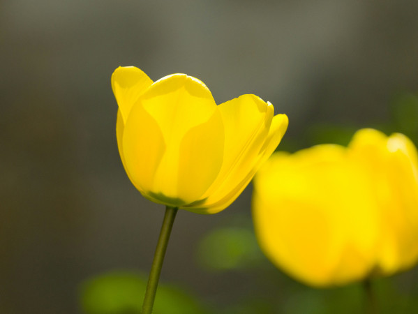 Yellow Tulip
