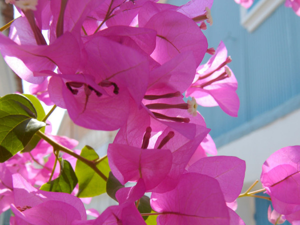 pink flowers in Greece