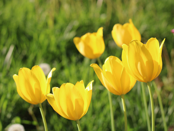 yellow tulips
